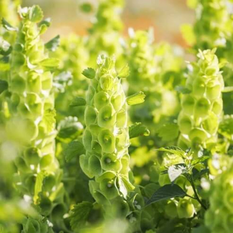 Light Green Bells of Ireland Seeds - Flower Plant for Home Gardens