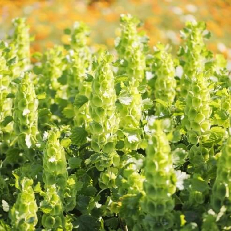 Light Green Bells of Ireland Seeds - Flower Plant for Home Gardens