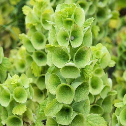 Light Green Bells of Ireland Seeds - Flower Plant for Home Gardens