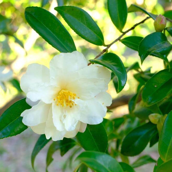 Light Green Camellia Seeds
