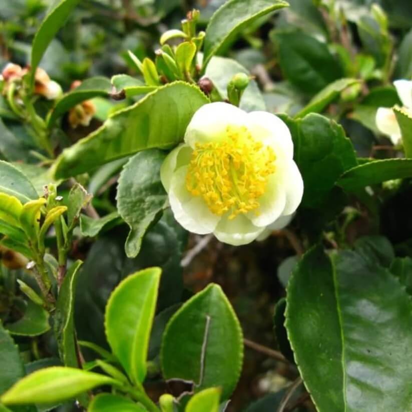 Light Green Camellia Seeds