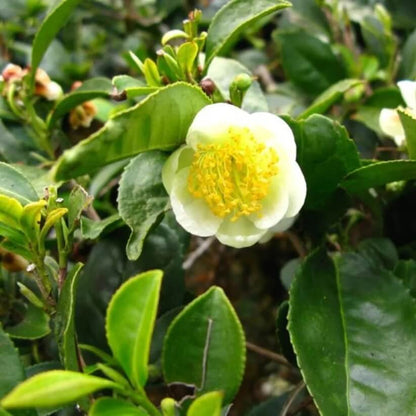 Light Green Camellia Seeds