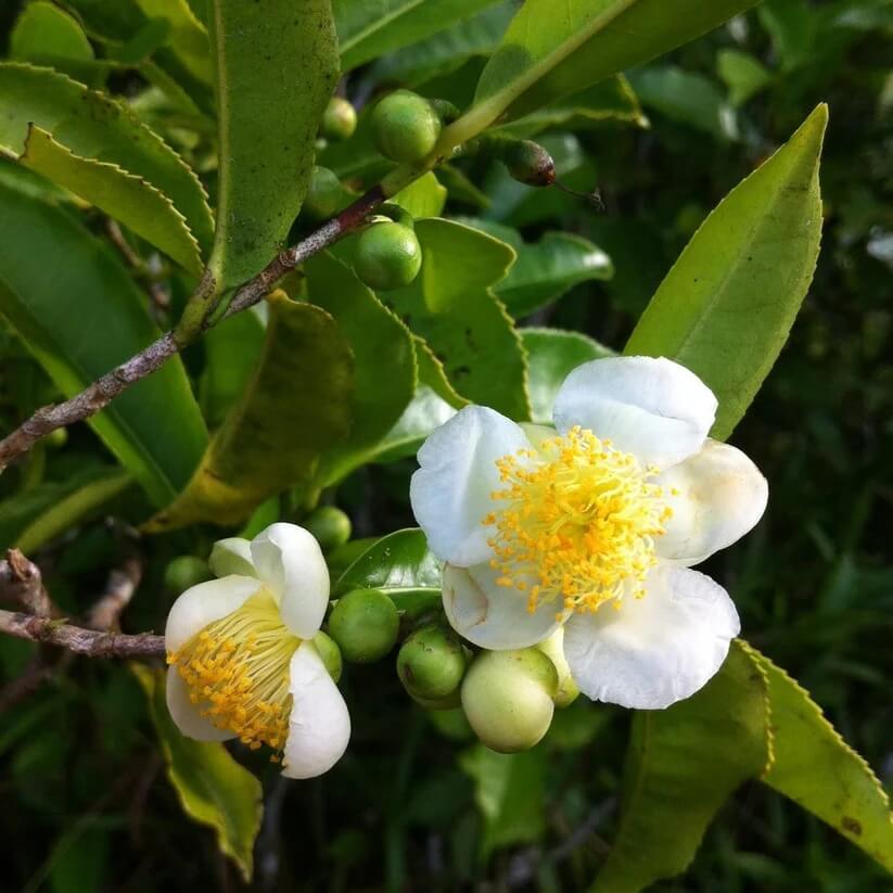 Light Green Camellia Seeds