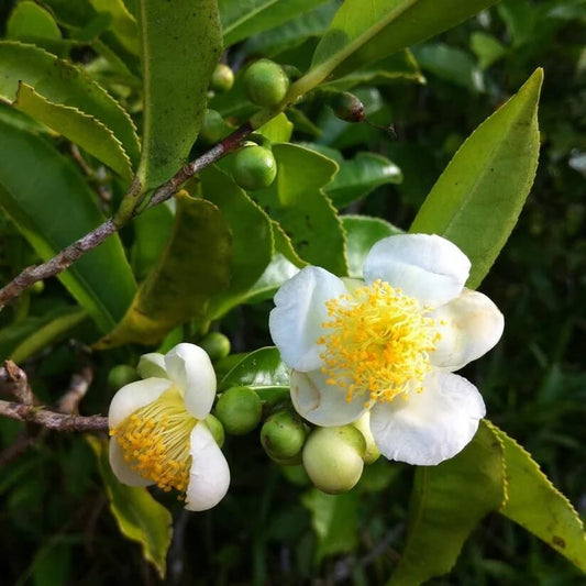 Light Green Camellia Seeds