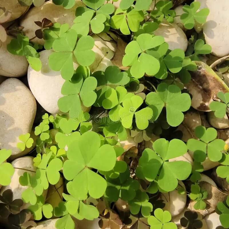 Light Green Clover Seeds - Herbal Plant