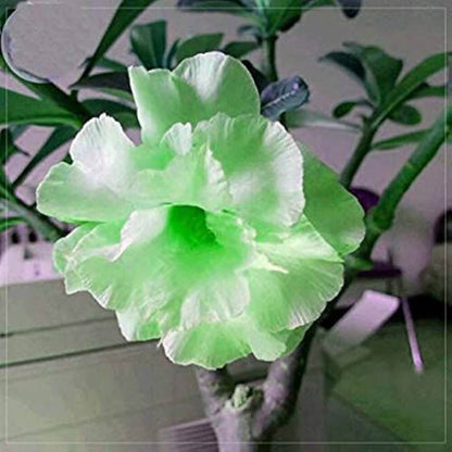 Light Green Desert Rose Seeds - Flower Plant