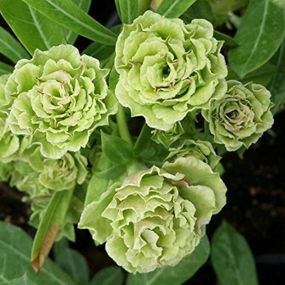 Light Green Desert Rose Seeds - Flower Plant