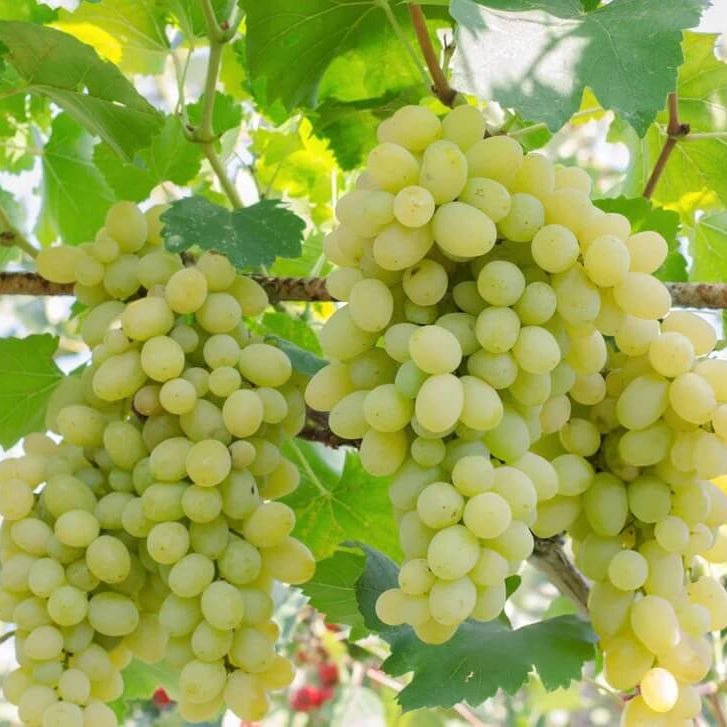 Light Green Grape Seeds
