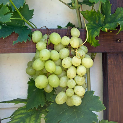 Light Green Grape Seeds