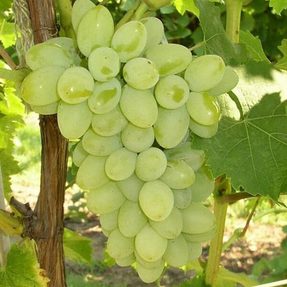 Light Green Grape Seeds