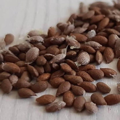 Light Green Kiwi Seeds