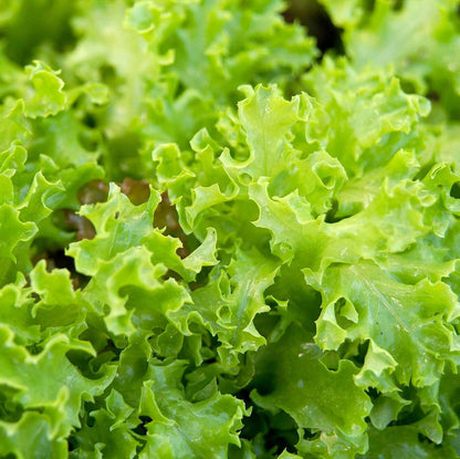 Light Green Lettuce Seeds