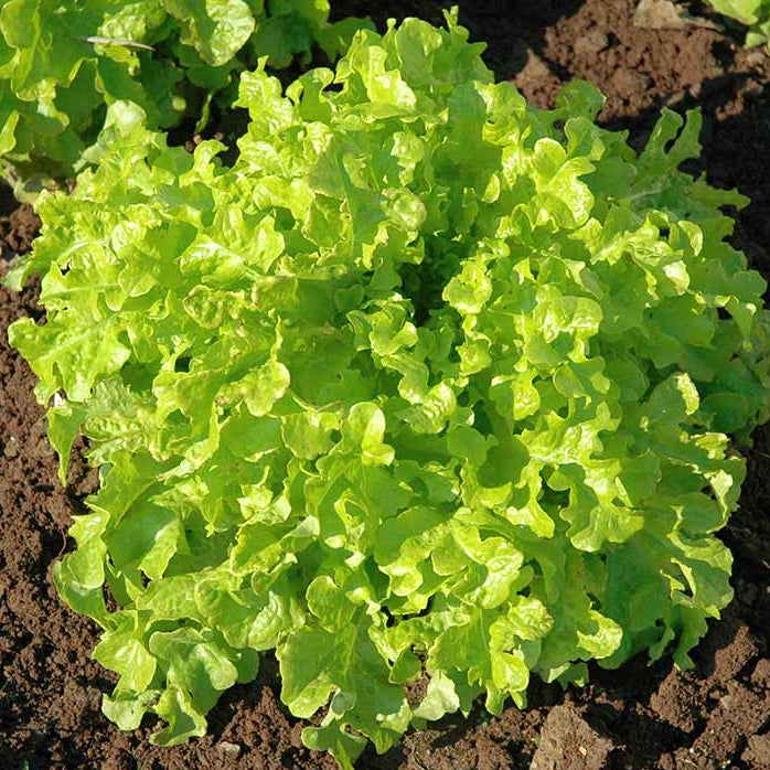 Light Green Lettuce Seeds