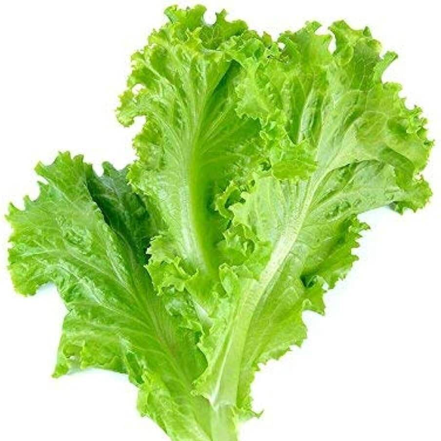 Light Green Lettuce Seeds
