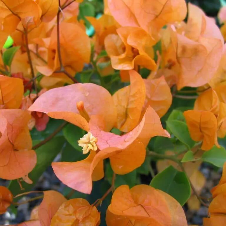 Light Orange Bougainvillea Seeds