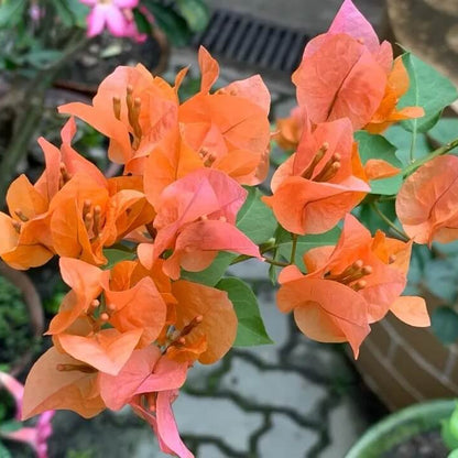 Light Orange Bougainvillea Seeds