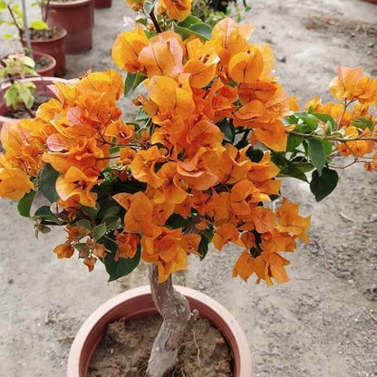 Light Orange Bougainvillea Seeds
