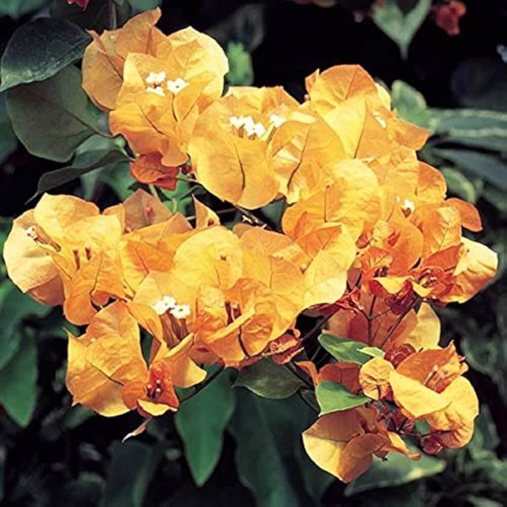 Light Orange Bougainvillea Seeds