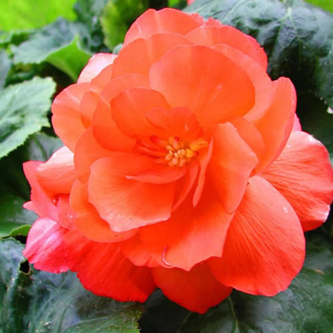 Light Orange Camellia Seeds