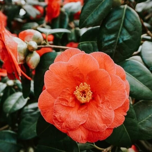 Light Orange Camellia Seeds