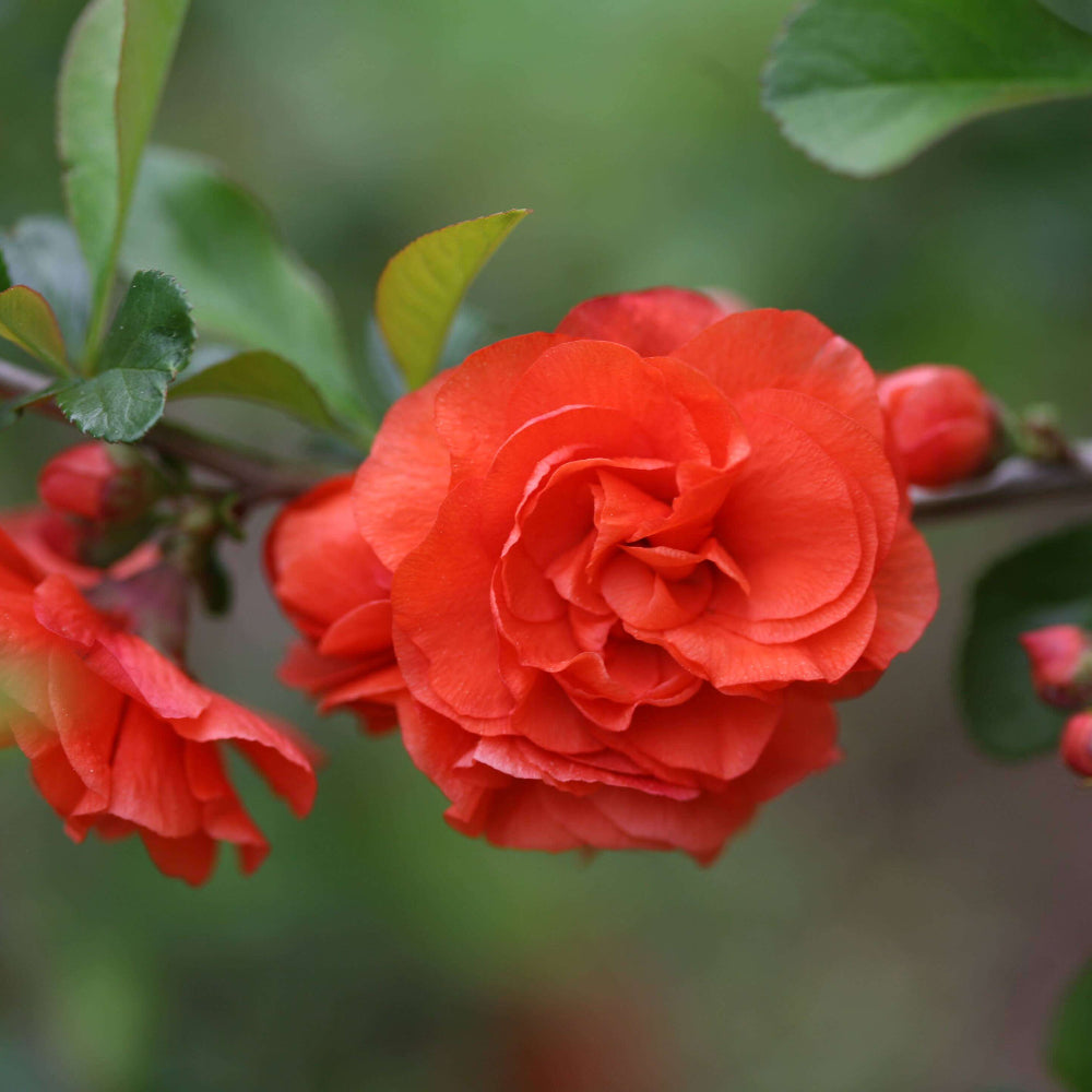 Light Orange Camellia Seeds