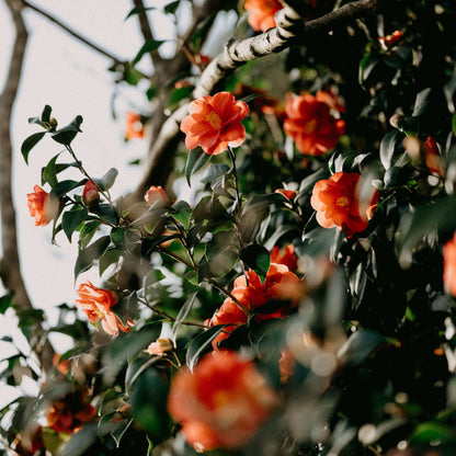 Light Orange Camellia Seeds