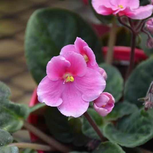 Light Pink African Violet Seeds - Flower Plant