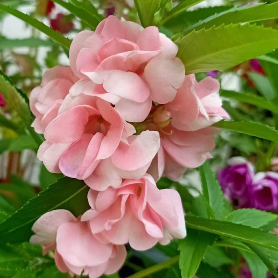 Light Pink Balsam Camellia Seeds