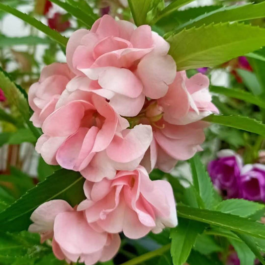 Light Pink Balsam Camellia Seeds