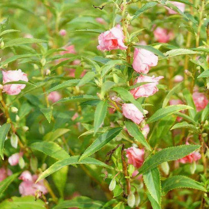 Light Pink Balsam Camellia Seeds