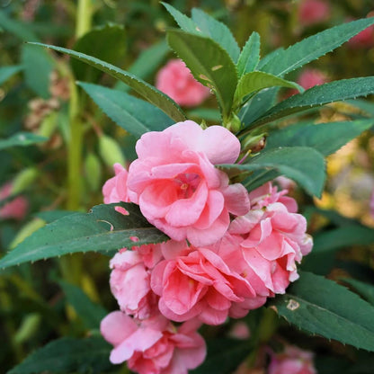 Light Pink Balsam Camellia Seeds