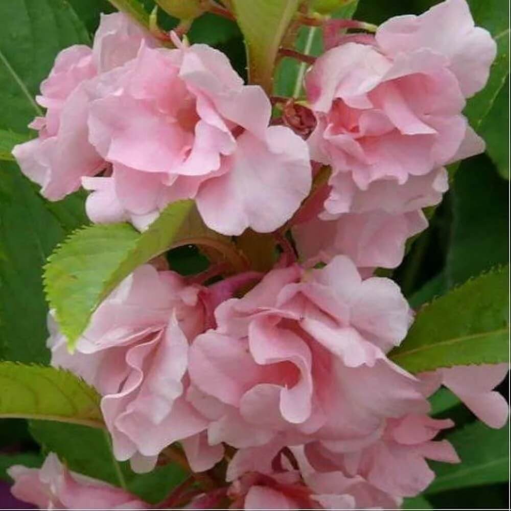 Light Pink Balsam Camellia Seeds