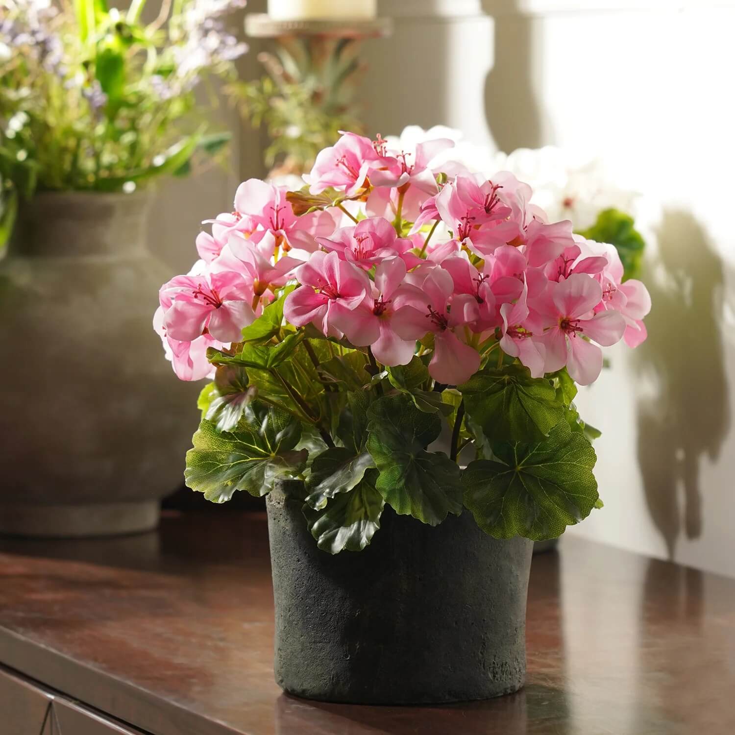 Light Pink Begonia Seeds