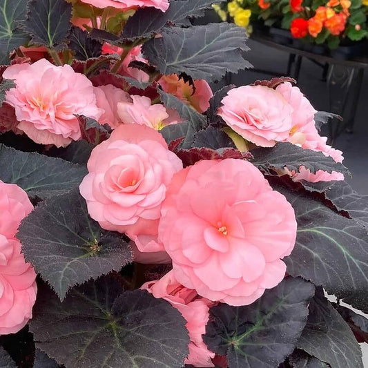 Light Pink Begonia Seeds