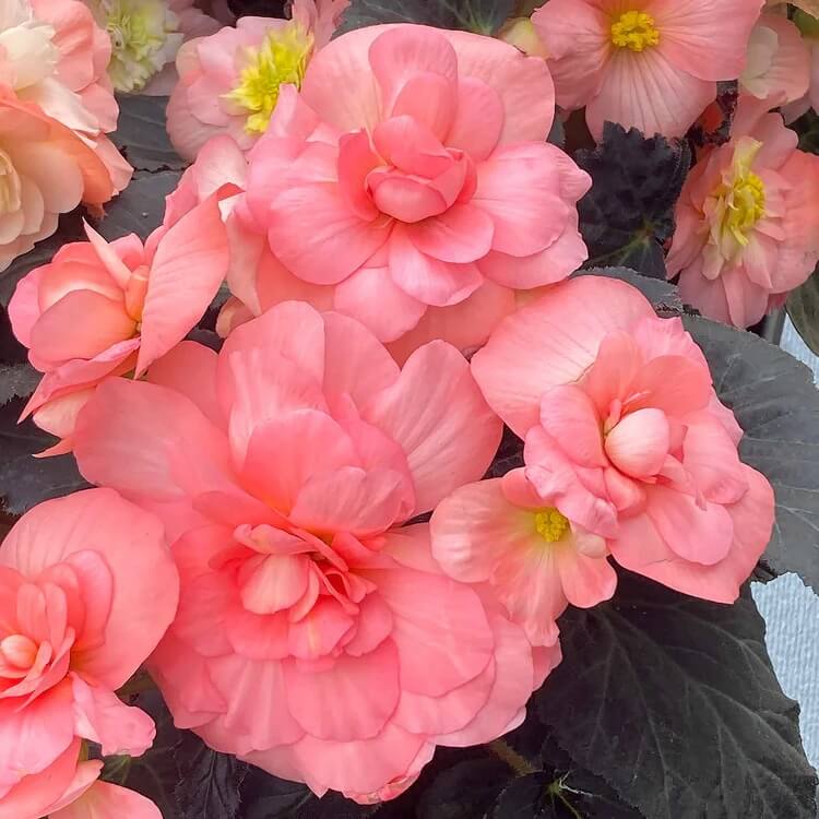 Light Pink Begonia Seeds