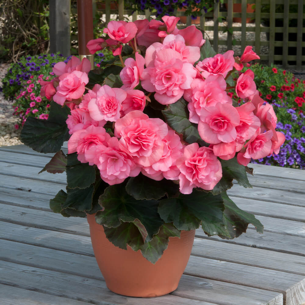 Light Pink Begonia Seeds