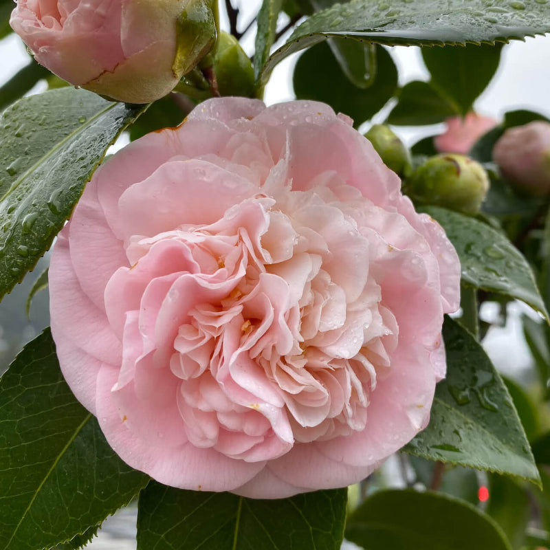 Light Pink Camellia Seeds
