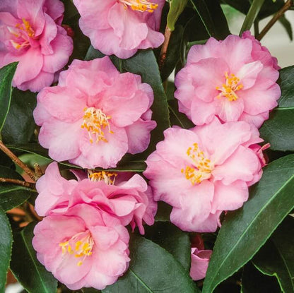 Light Pink Camellia Seeds