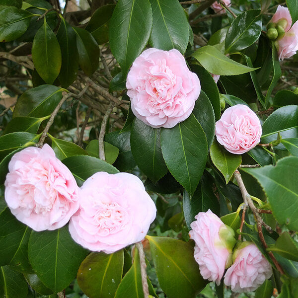 Light Pink Camellia Seeds