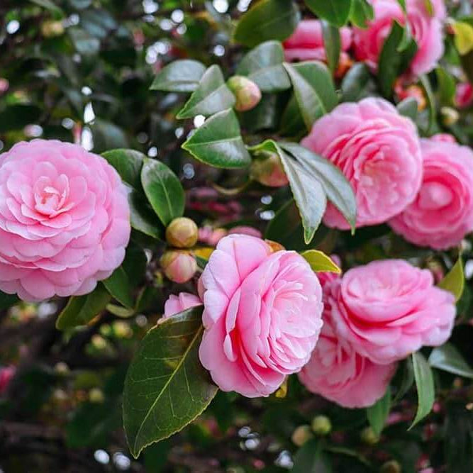 Light Pink Camellia Seeds