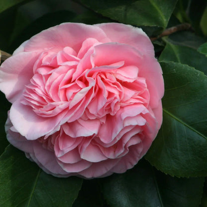 Light Pink Camellia Seeds
