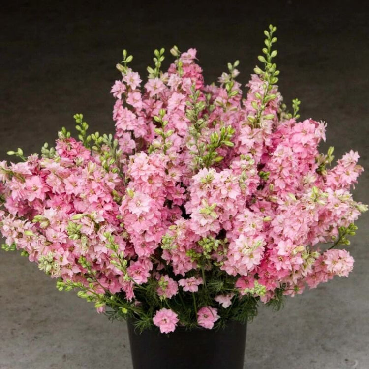 Light Pink Larkspur Seeds - Flower Plant for Home Gardens