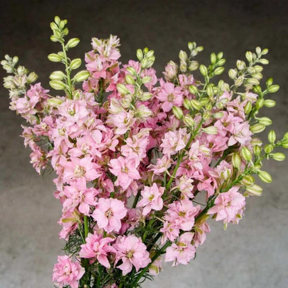 Light Pink Larkspur Seeds - Flower Plant for Home Gardens