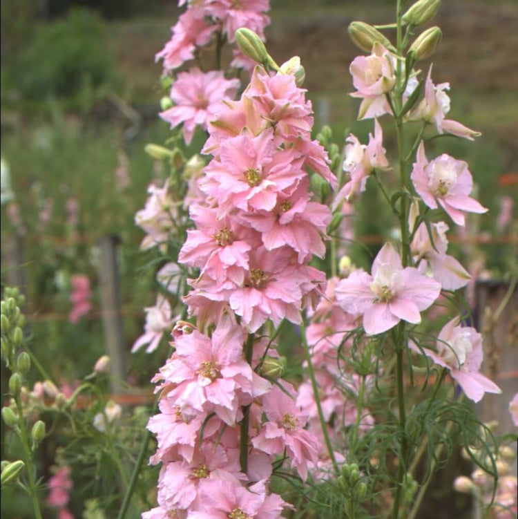 Light Pink Larkspur Seeds - Flower Plant for Home Gardens