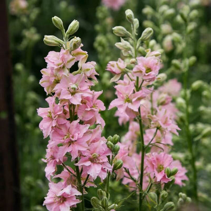 Light Pink Larkspur Seeds - Flower Plant for Home Gardens