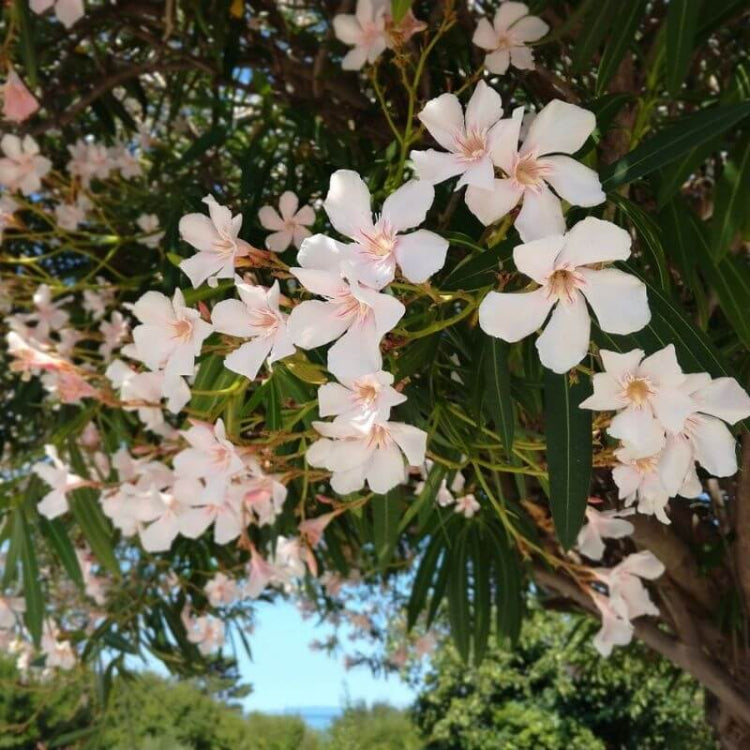 Light Pink Oleander Seeds - Flower Plant for Home Gardens