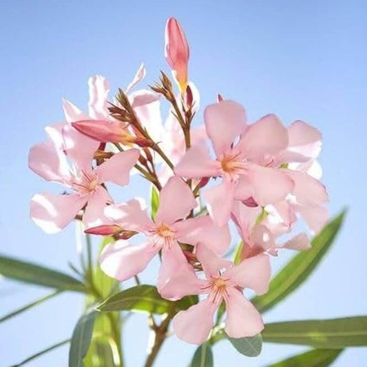 Light Pink Oleander Seeds - Flower Plant for Home Gardens