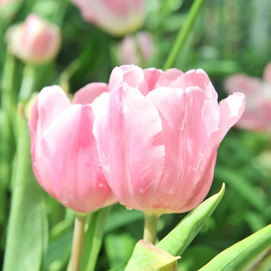 Light Pink Tulip Seeds