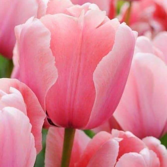 Light Pink Tulip Seeds