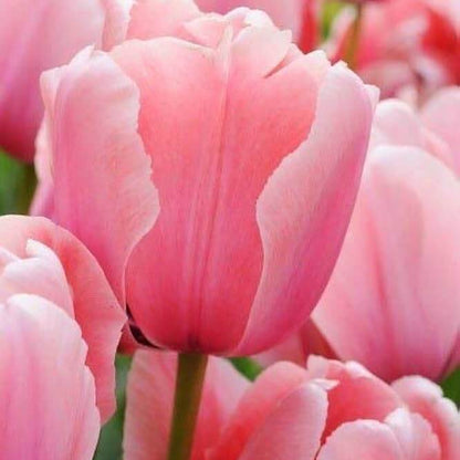 Light Pink Tulip Seeds